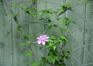 Clematis Trellis T104 by Trellis Art Designs