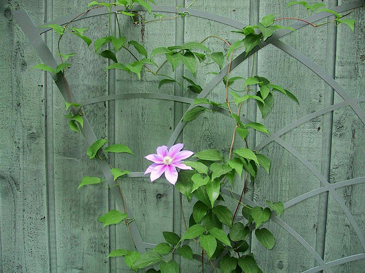 Clematis Trellis T104 by Trellis Art Designs