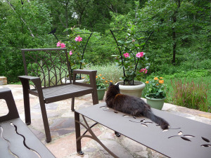 Coffee Table Cat